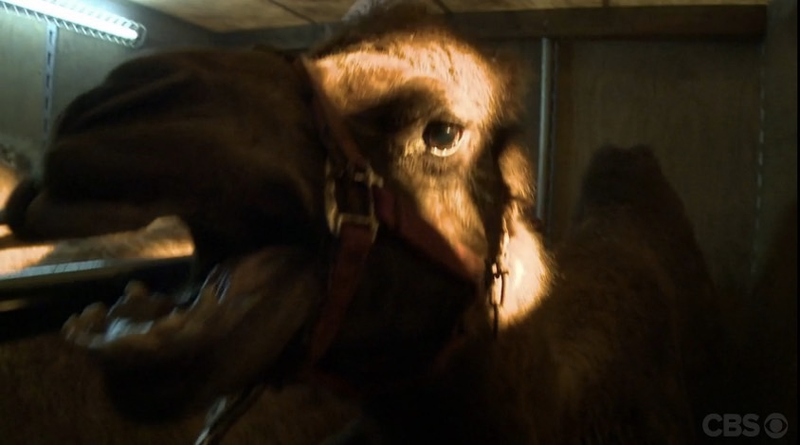 Illustration for article titled Some Cranky Camels Aside, This Week's Zoo Is All About Human Drama